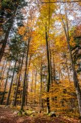 Kočevski rog jeseni, arhiv Občine Dolenjske Toplice