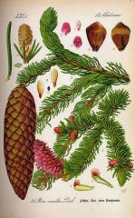 Smreka, arhiv Občine Dolenjske Toplice