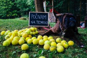 Tenis DT, arhiv Občine Dolenjske Toplice