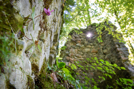 Ruševine gradu Rožek, Alenka Peterlin